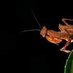 Ameles spallanzania - Foto F. Crovetto